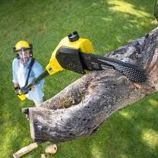 Best Fruit Tree Pruning  in Cactus, TX