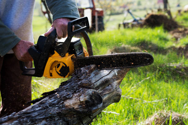 How Our Tree Care Process Works  in  Cactus, TX
